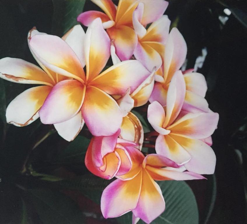 Hanalei Gardens Bãi biển Bãi biển Mae Nam Ngoại thất bức ảnh
